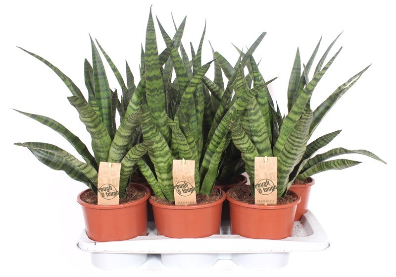 Sansevieria Diamond Green