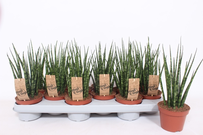 Sansevieria Fernwood Mikado