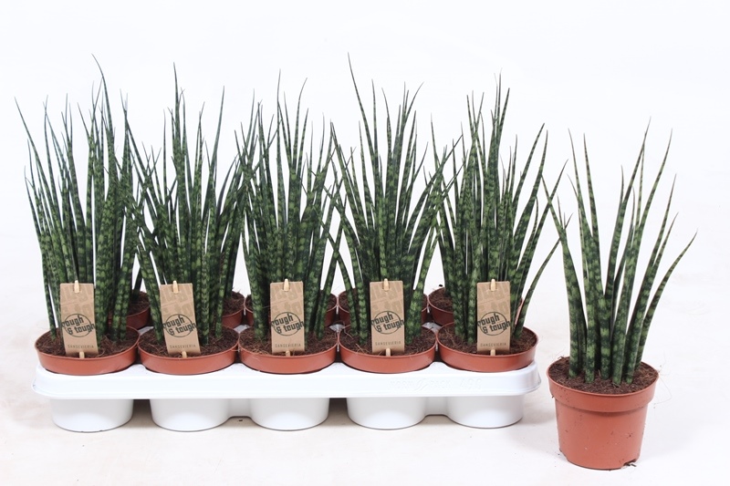 Sansevieria Fernwood Mikado
