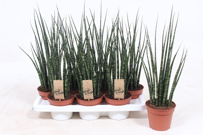 Sansevieria Fernwood Mikado
