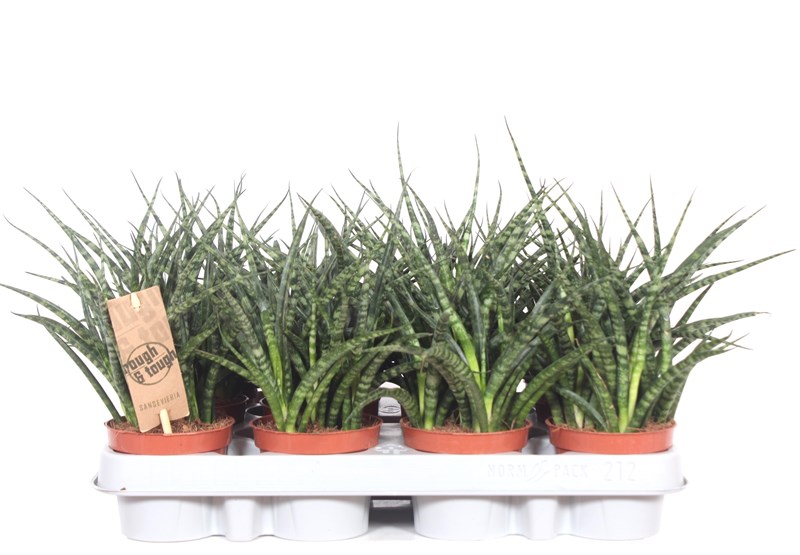 Sansevieria Fernwood Punk