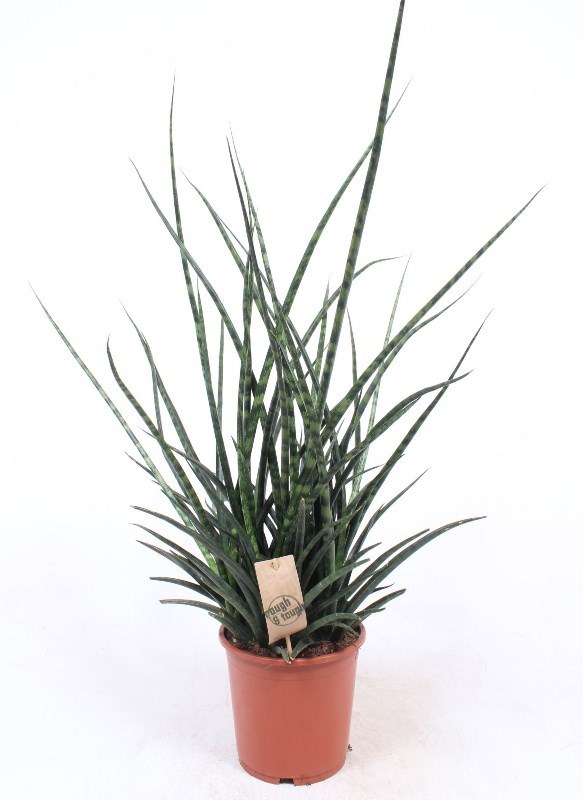 Sansevieria Fernwood Punk