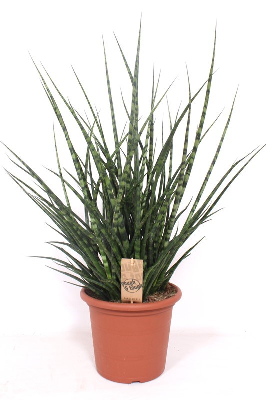 Sansevieria Fernwood Punk
