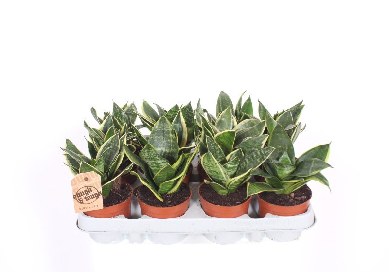 Sansevieria Golden Edge Hahnii