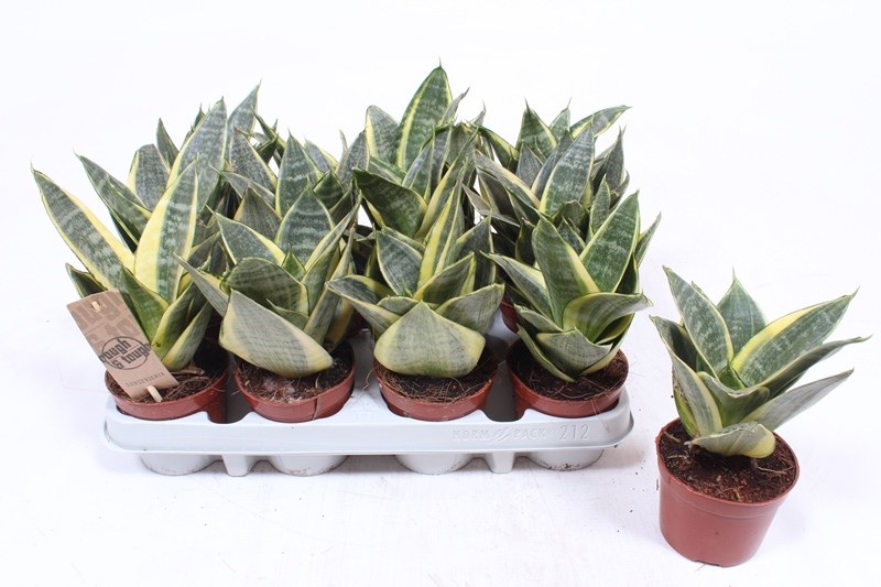 Sansevieria Golden Hahnii