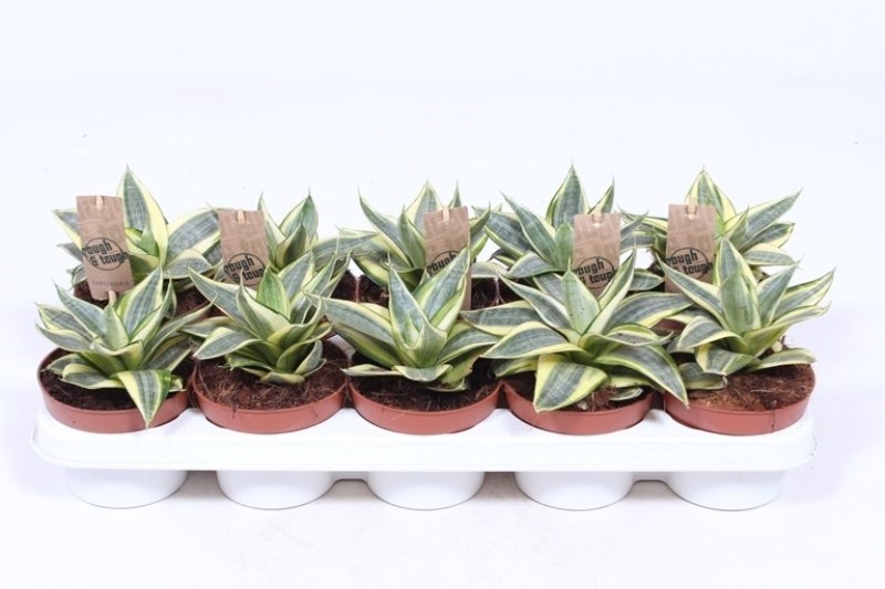 Sansevieria Golden Hahnii