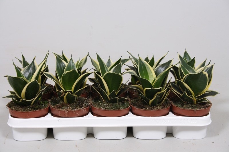 Sansevieria Golden Hahnii Black