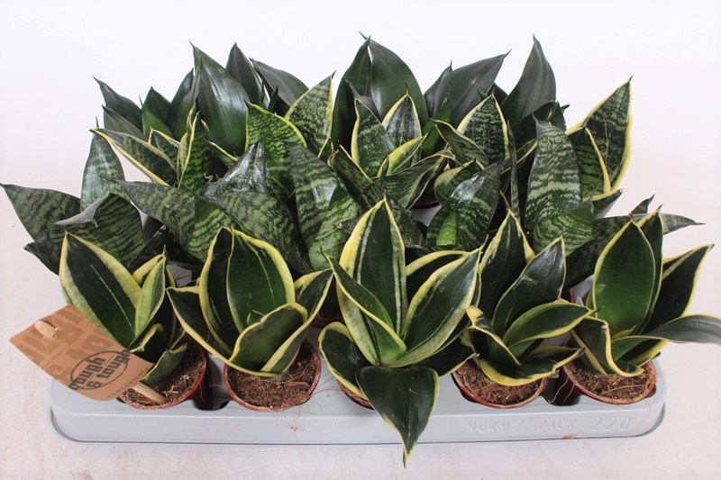 Sansevieria Hahnii mix