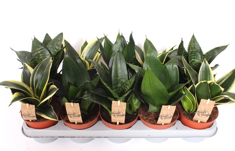 Sansevieria Hahnii mix