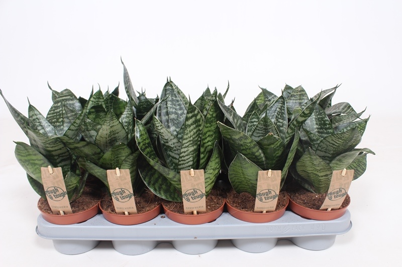 Sansevieria Hahnii