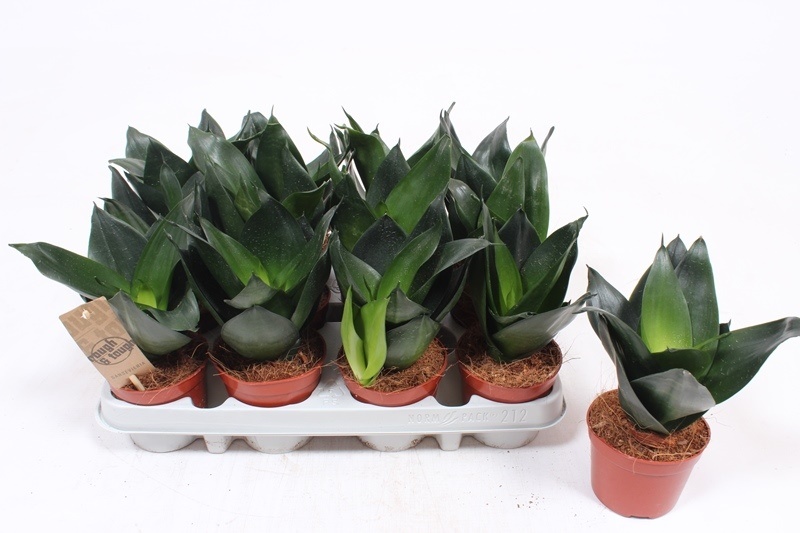 Sansevieria Jade Hahnii
