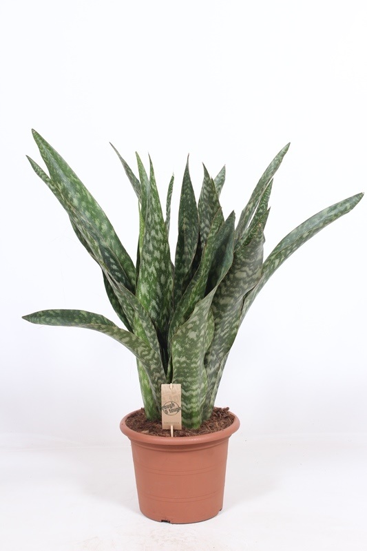 Sansevieria Jiboia
