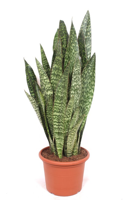 Sansevieria Jiboia