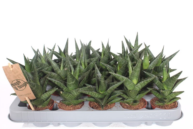 Sansevieria Kabuto