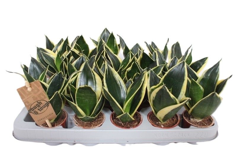Sansevieria Lotus Hahnii
