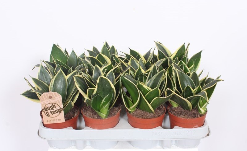 Sansevieria Lotus Hahnii