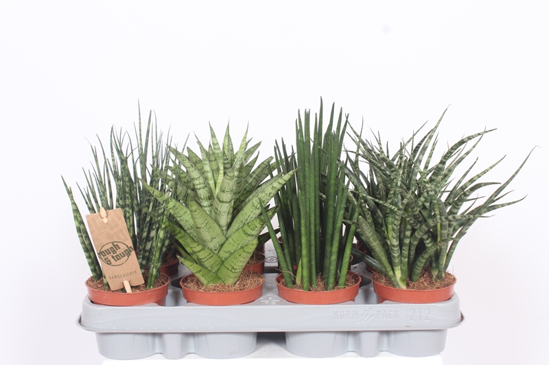 Sansevieria luxe mix