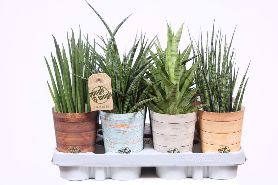 Sansevieria luxe mix
