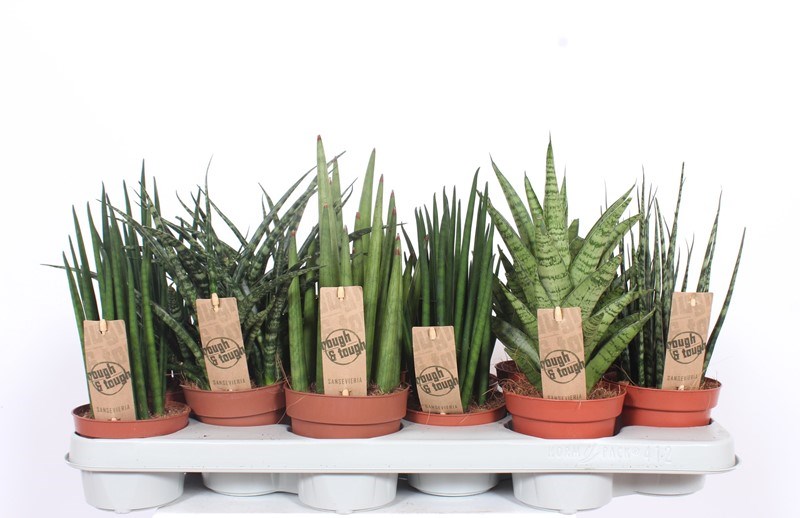 Sansevieria luxe mix