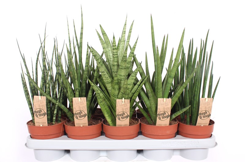 Sansevieria luxe mix