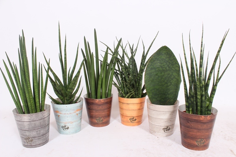 Sansevieria luxe mix