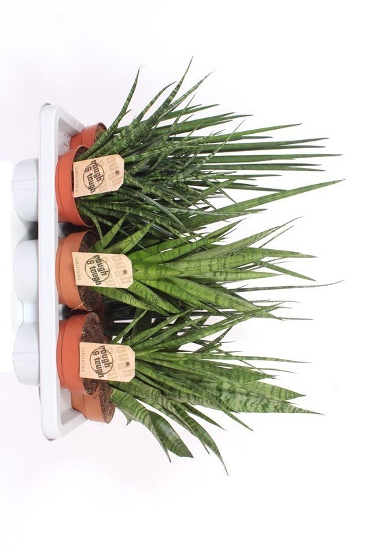 Sansevieria luxe mix