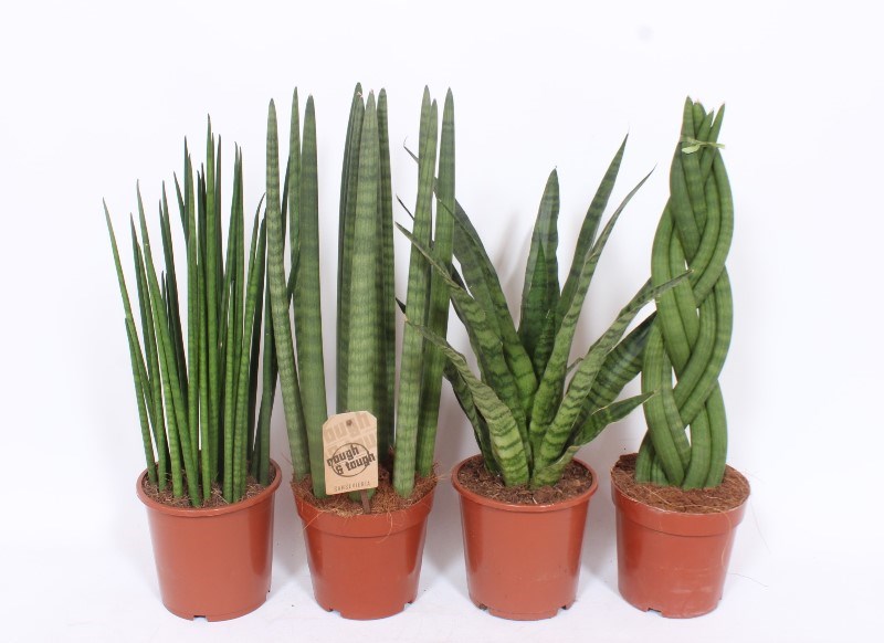 Sansevieria luxe mix