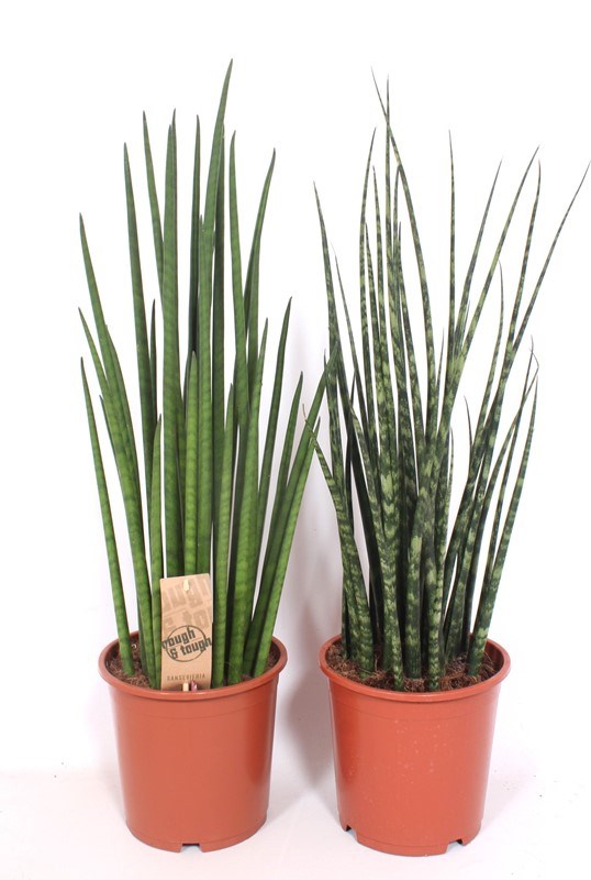 Sansevieria luxe mix