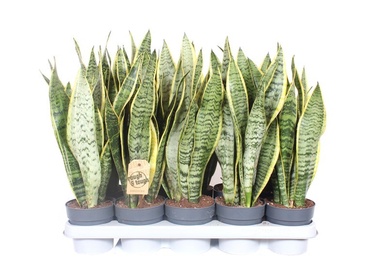 Sansevieria Laurentii