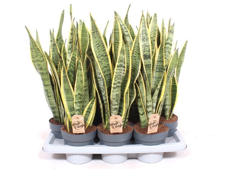 Sansevieria Laurentii