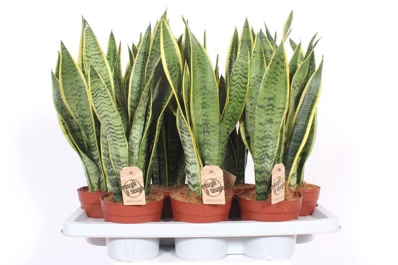 Sansevieria Laurentii