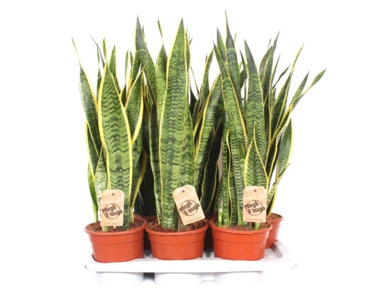 Sansevieria Laurentii