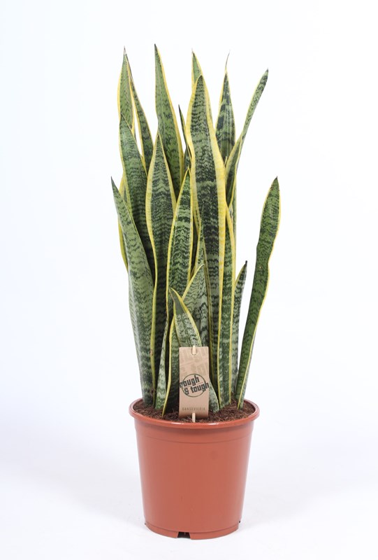 Sansevieria Laurentii