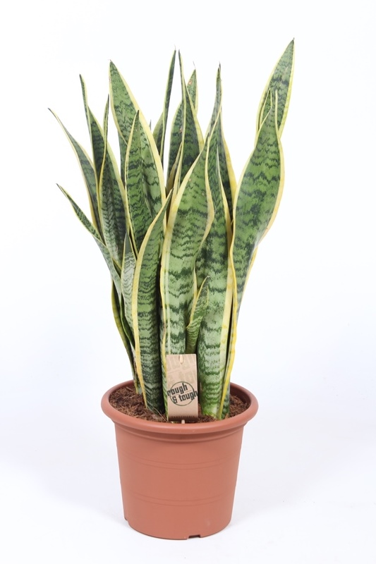 Sansevieria Laurentii
