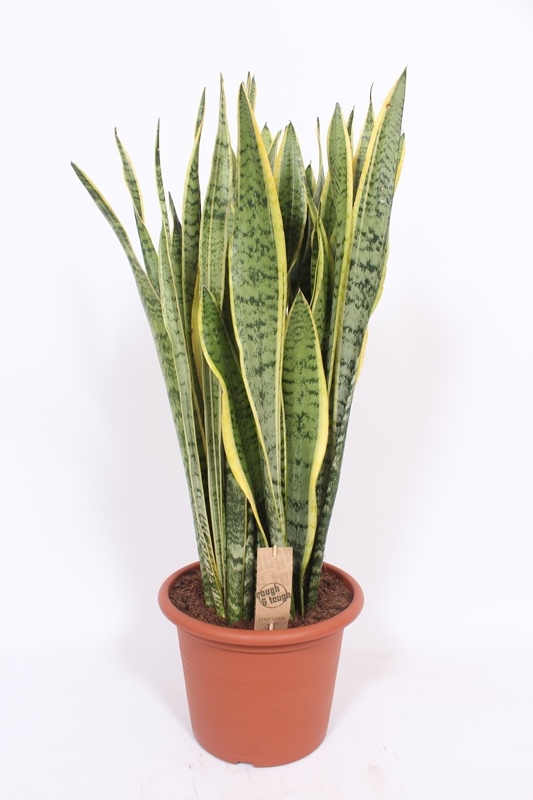 Sansevieria Laurentii