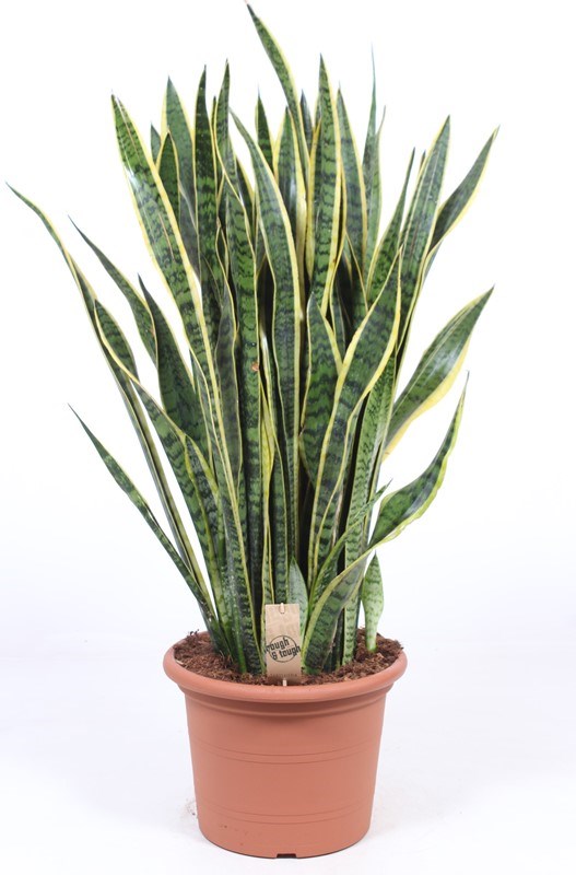 Sansevieria Laurentii