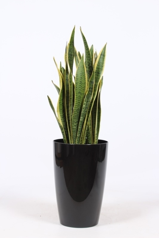 Sansevieria Laurentii