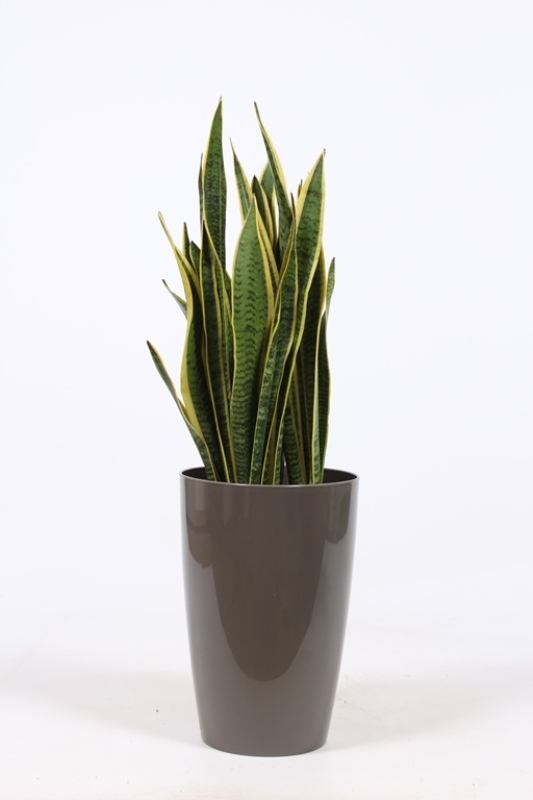 Sansevieria Laurentii