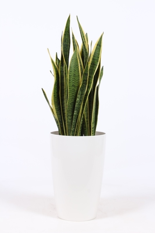 Sansevieria Laurentii