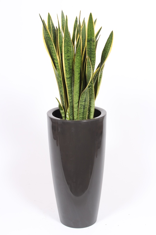 Sansevieria Laurentii