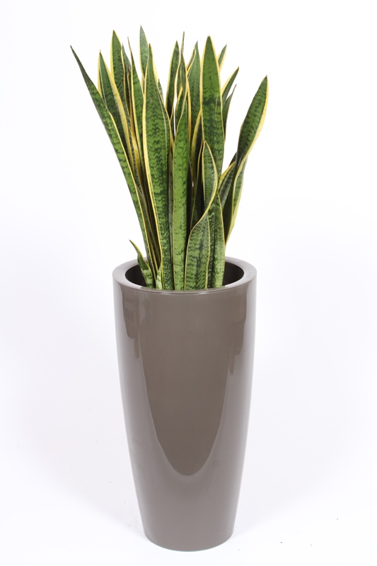 Sansevieria Laurentii