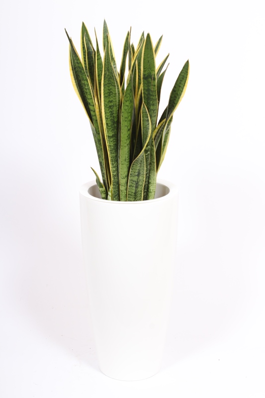 Sansevieria Laurentii