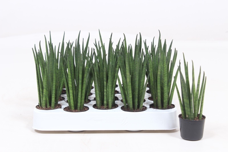 Sansevieria Mikado
