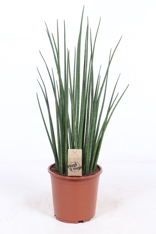 Sansevieria Mikado