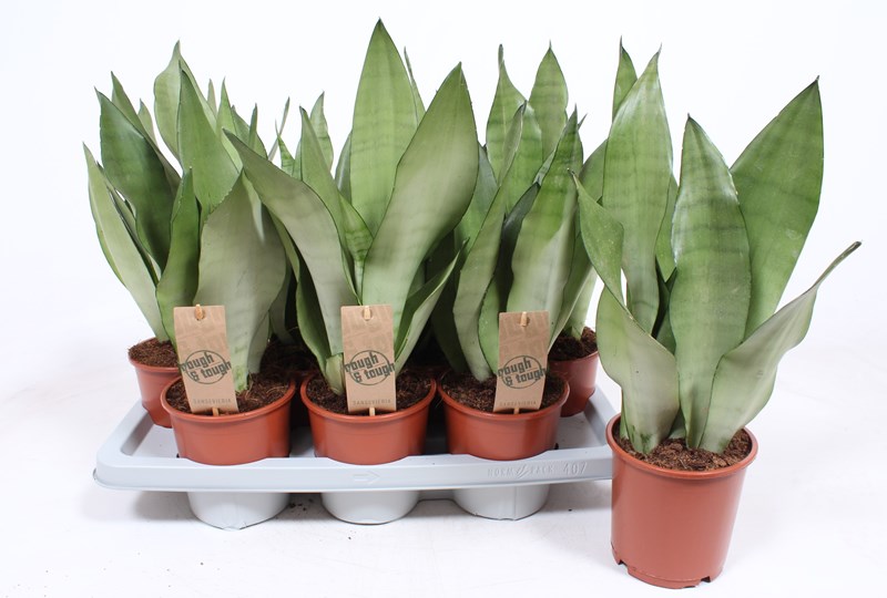 Sansevieria Moonshine