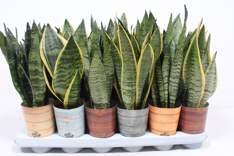 Sansevieria mix