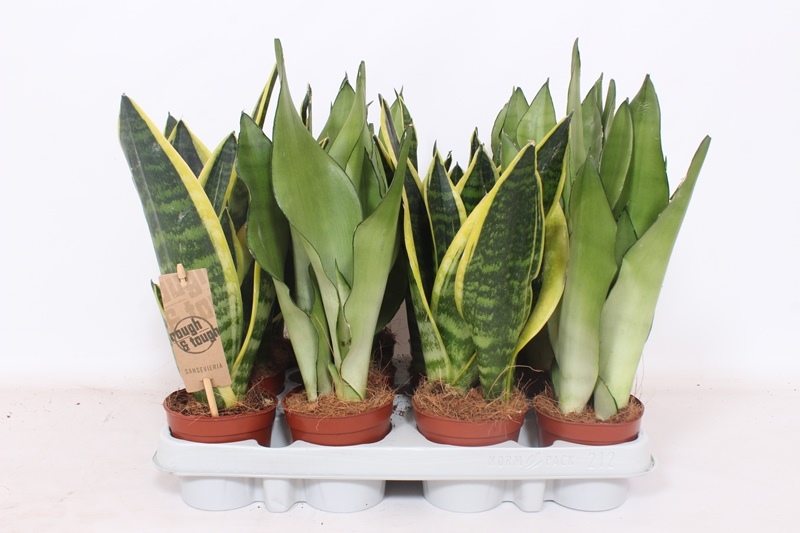 Sansevieria mix