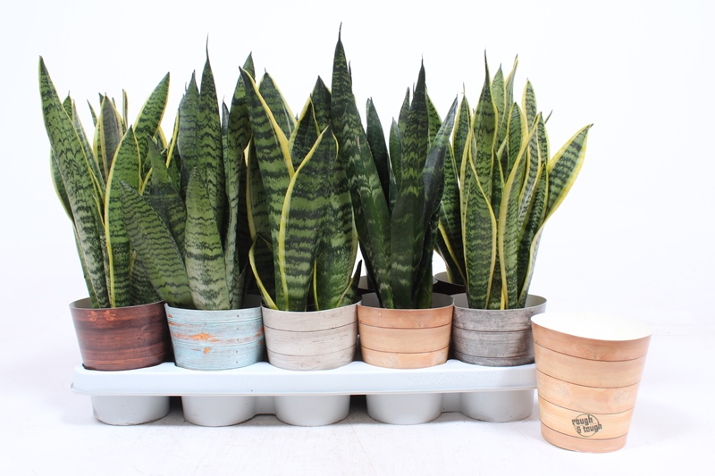 Sansevieria mix