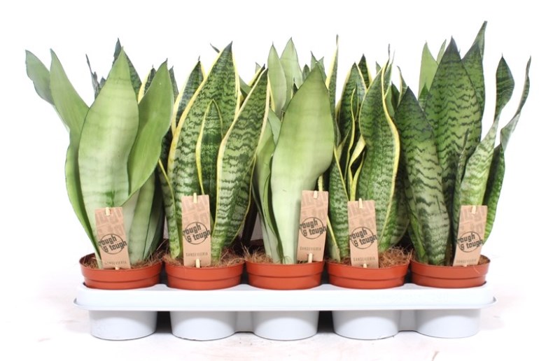 Sansevieria mix