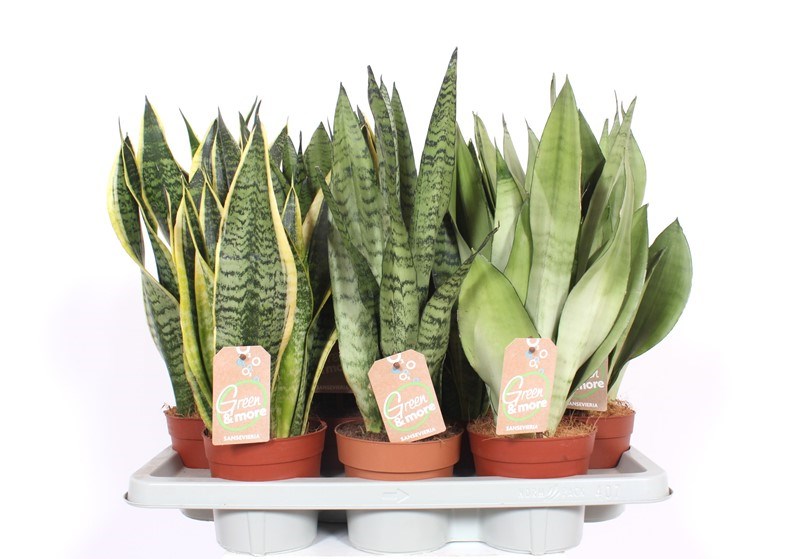 Sansevieria mix
